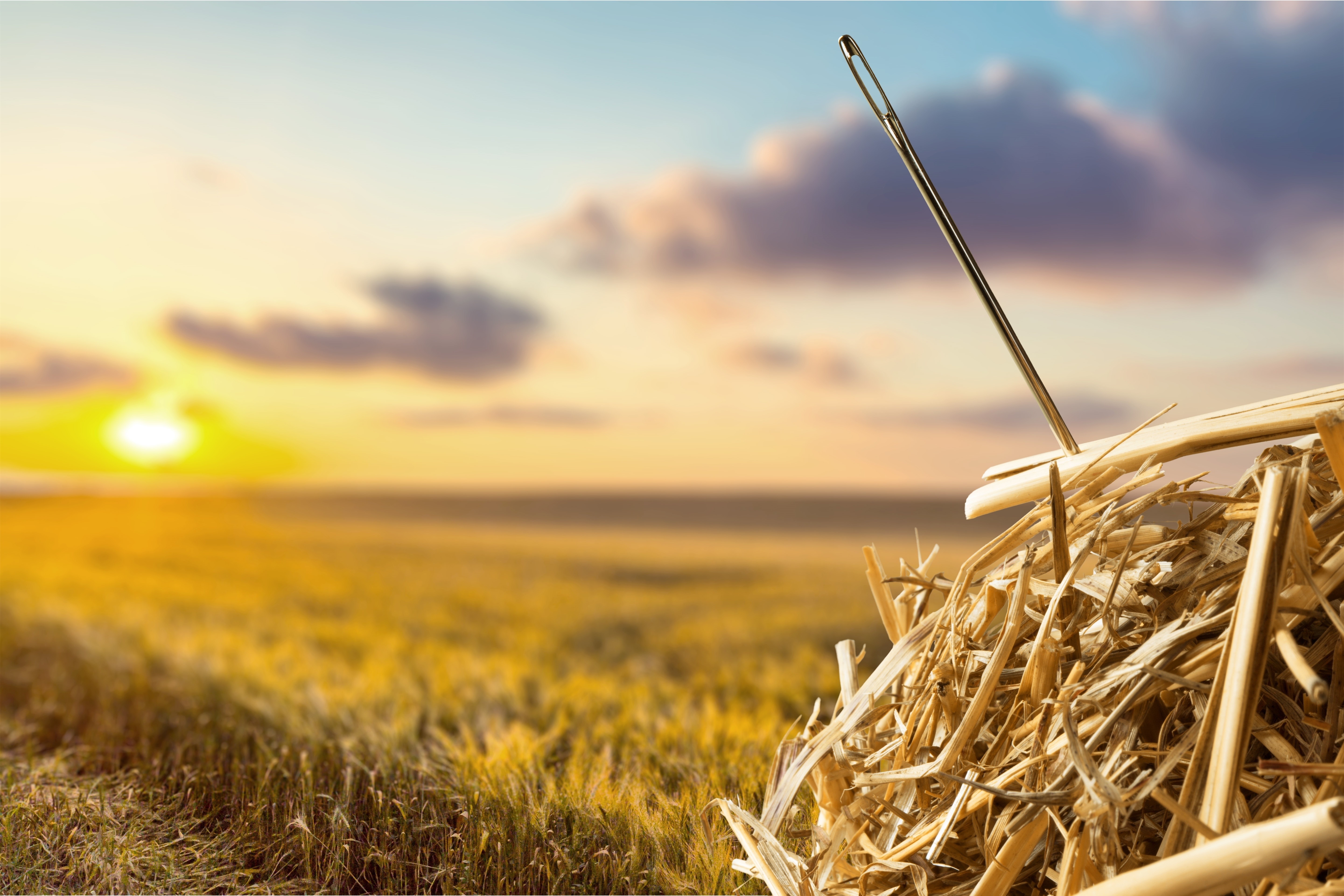 needle in a haystack.jpeg